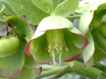 Helleborus foetidus